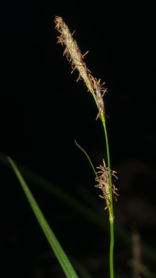Carex in ambiente umido